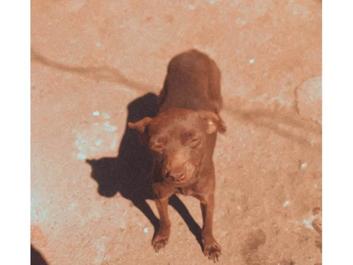 Cachorro ra a Pinscher idade 7 a 11 meses nome Duquesa 