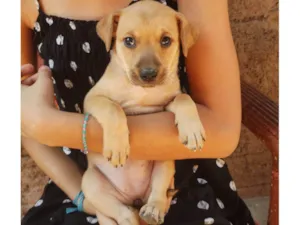 Cachorro raça SRD-ViraLata idade Abaixo de 2 meses nome Lily