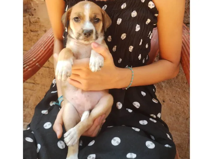 Cachorro ra a Basset-Cofap idade Abaixo de 2 meses nome Flor