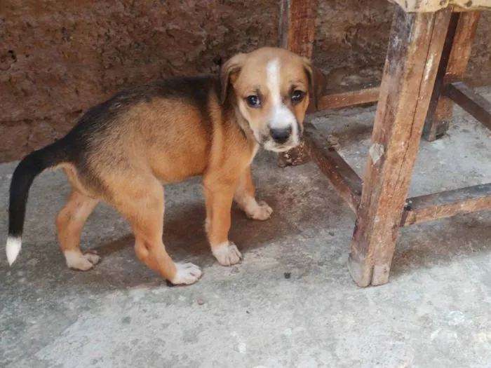 Cachorro ra a Basset-Cofap idade Abaixo de 2 meses nome Flor