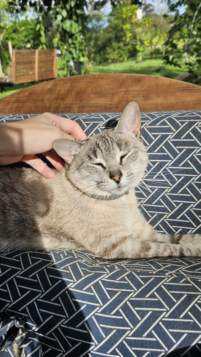 Gato ra a Siamês idade 4 anos nome Ema