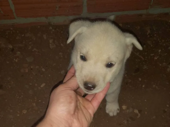 Cachorro ra a SRD-ViraLata idade 2 a 6 meses nome Doação responsável 