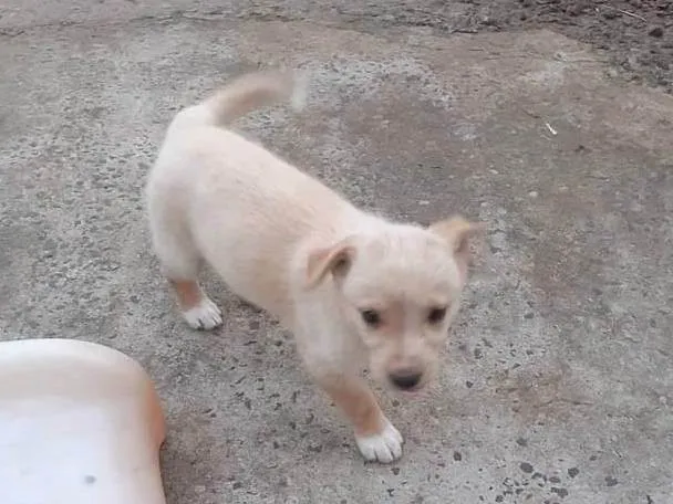 Cachorro ra a SRD-ViraLata idade 2 a 6 meses nome Doação responsável 