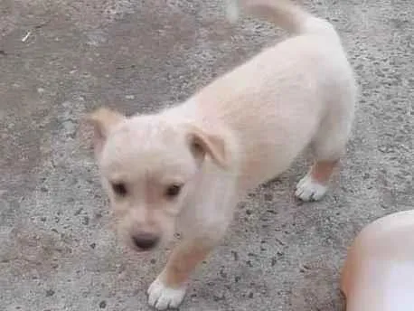 Cachorro ra a SRD-ViraLata idade 2 a 6 meses nome Doação responsável 