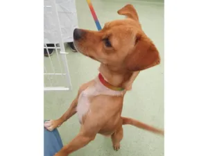 Cachorro raça SRD-ViraLata idade 1 ano nome Caramelo