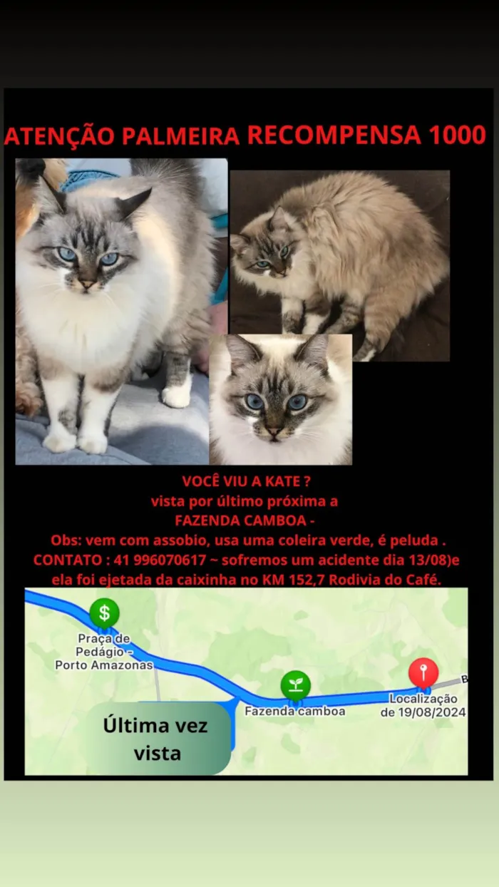 Gato ra a Angorá idade 6 ou mais anos nome Kate 