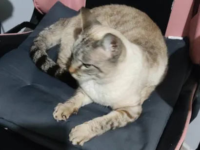 Gato raça SRD-ViraLata idade 6 ou mais anos nome Chuchu