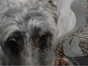 Cachorro raça SRD-ViraLata idade 2 anos nome Barthô 