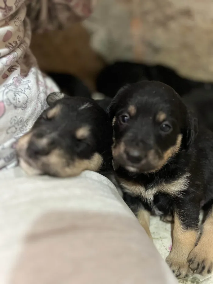 Cachorro ra a SRD-ViraLata idade Abaixo de 2 meses nome Sem nome 