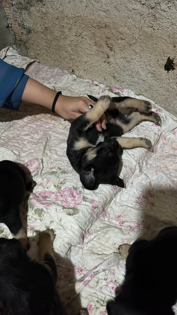 Cachorro ra a SRD-ViraLata idade Abaixo de 2 meses nome Sem nome 