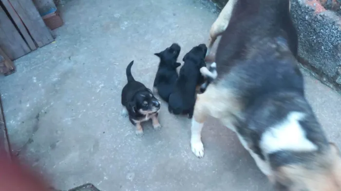 Cachorro ra a SRD-ViraLata idade Abaixo de 2 meses nome Sem nome 