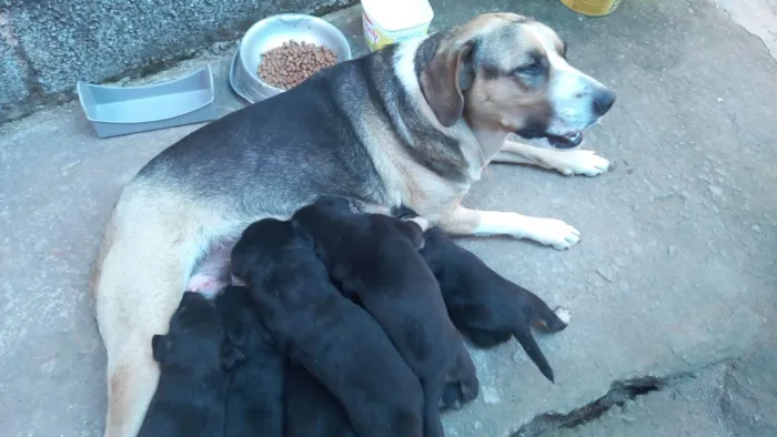 Cachorro ra a SRD-ViraLata idade Abaixo de 2 meses nome Sem nome 