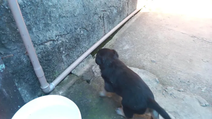 Cachorro ra a SRD-ViraLata idade Abaixo de 2 meses nome Sem nome 