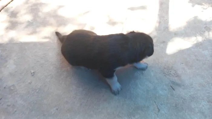 Cachorro ra a SRD-ViraLata idade Abaixo de 2 meses nome Sem nome 