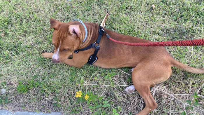 Cachorro ra a Pit-Bull idade 1 ano nome Zion (Zaion)