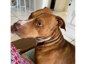 Cachorro raça Pit-Bull idade 1 ano nome Zion (Zaion)