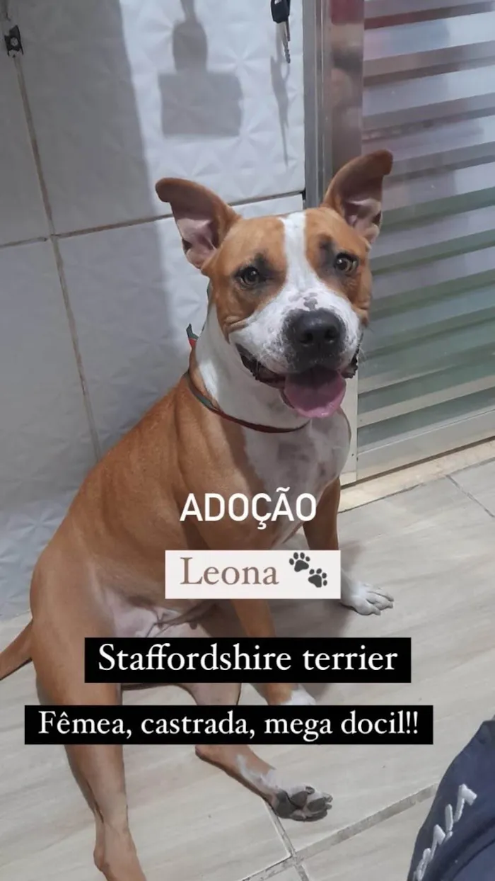 Cachorro ra a Pit-Bull idade 3 anos nome Leona