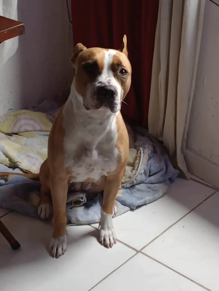 Cachorro ra a Pit-Bull idade 3 anos nome Leona