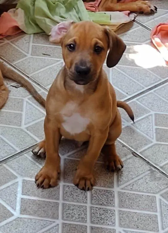 Cachorro ra a SRD-ViraLata idade 2 a 6 meses nome Pudim 