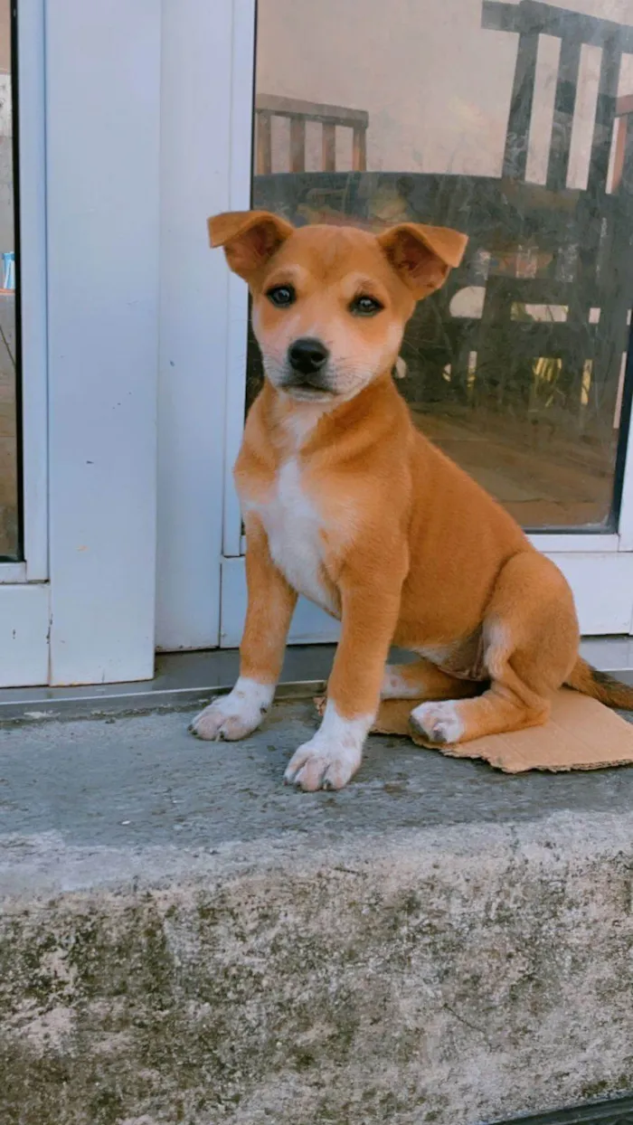 Cachorro ra a SRD-ViraLata idade 2 a 6 meses nome Não tem