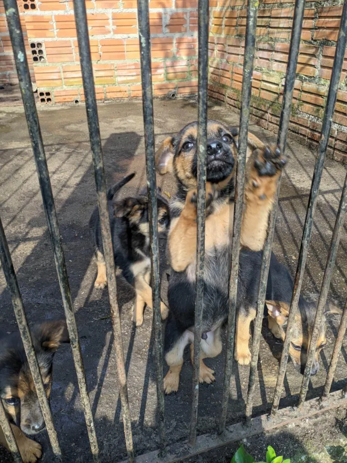 Cachorro ra a SRD-ViraLata idade 2 a 6 meses nome Sem nome 