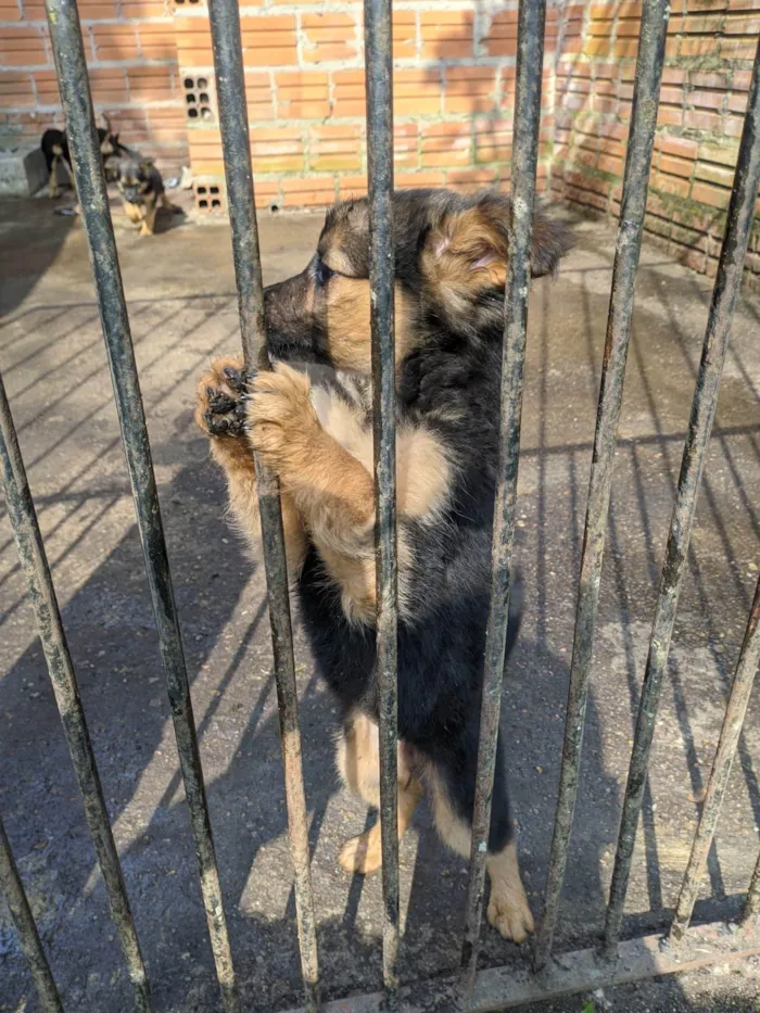 Cachorro ra a SRD-ViraLata idade 2 a 6 meses nome Sem nome 