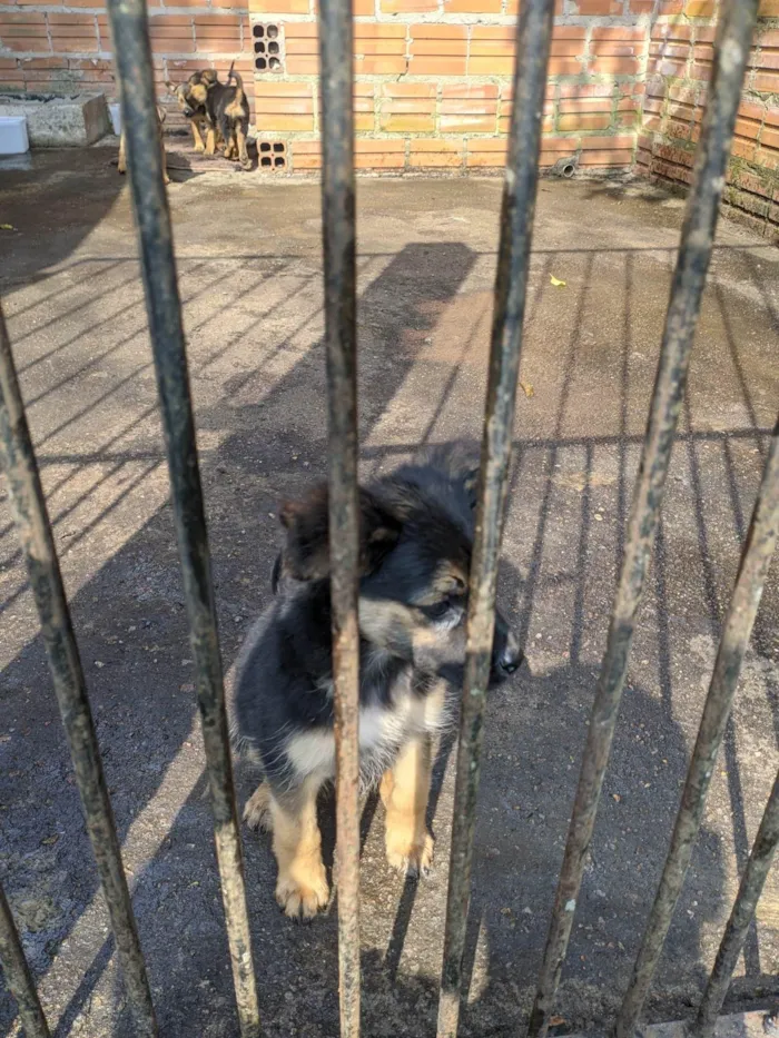 Cachorro ra a SRD-ViraLata idade 2 a 6 meses nome Sem nome 