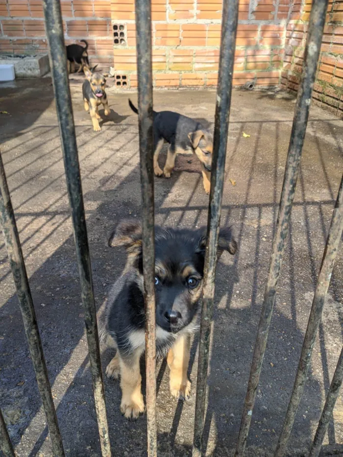 Cachorro ra a SRD-ViraLata idade 2 a 6 meses nome Sem nome 