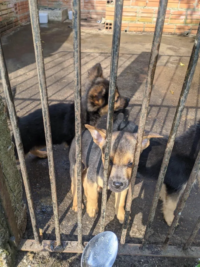 Cachorro ra a SRD-ViraLata idade 2 a 6 meses nome Sem nome 