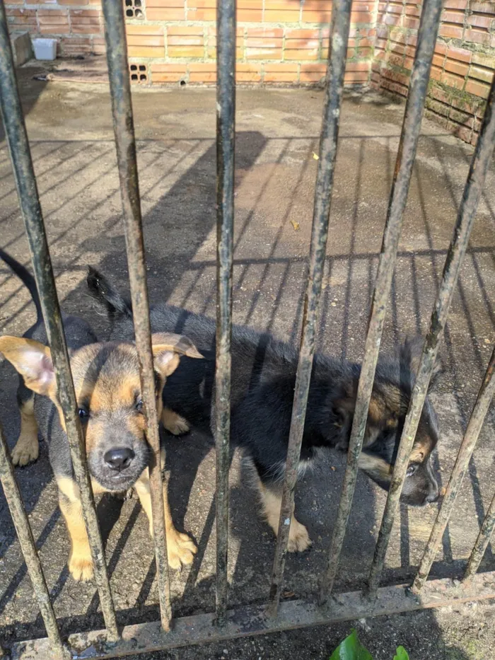 Cachorro ra a SRD-ViraLata idade 2 a 6 meses nome Sem nome 