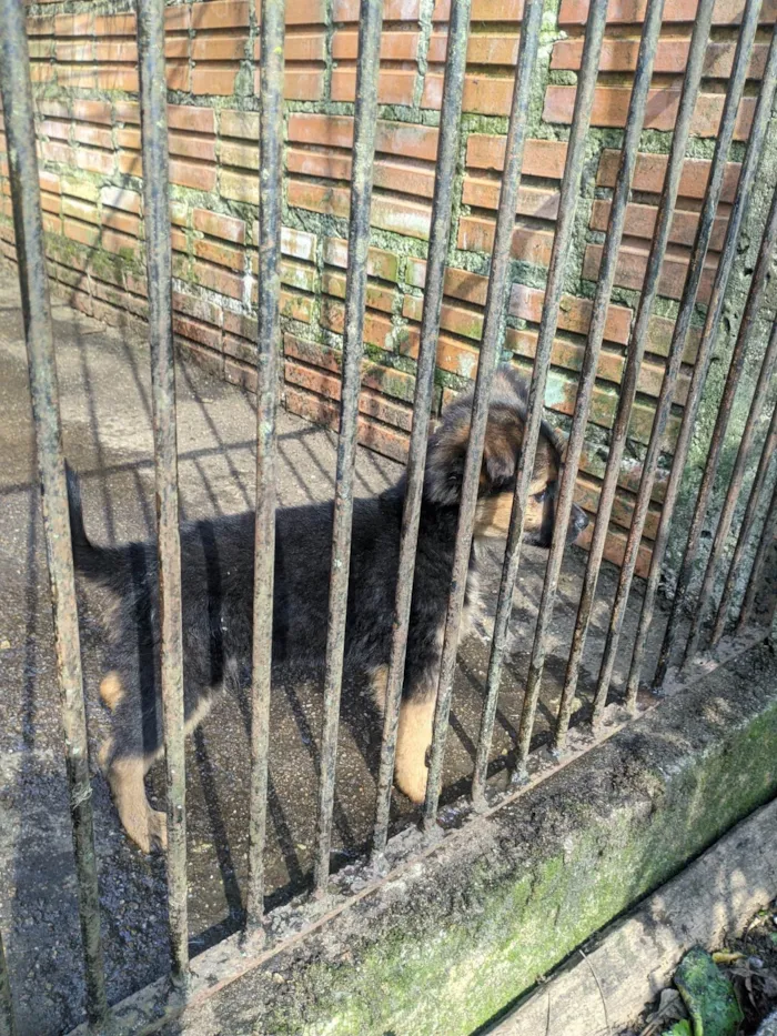 Cachorro ra a SRD-ViraLata idade 2 a 6 meses nome Sem nome 