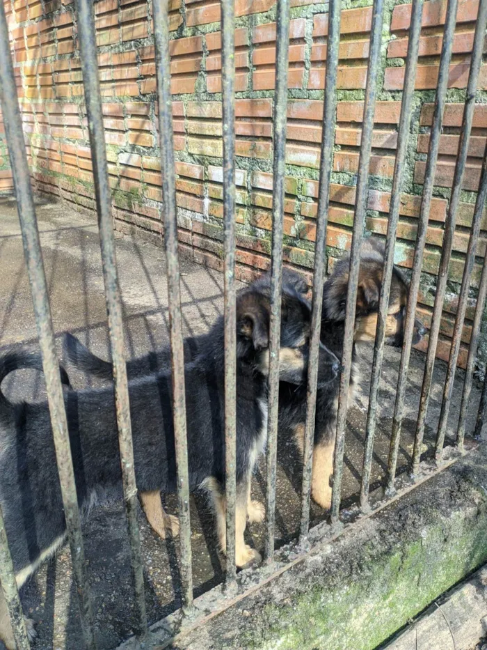 Cachorro ra a SRD-ViraLata idade 2 a 6 meses nome Sem nome 