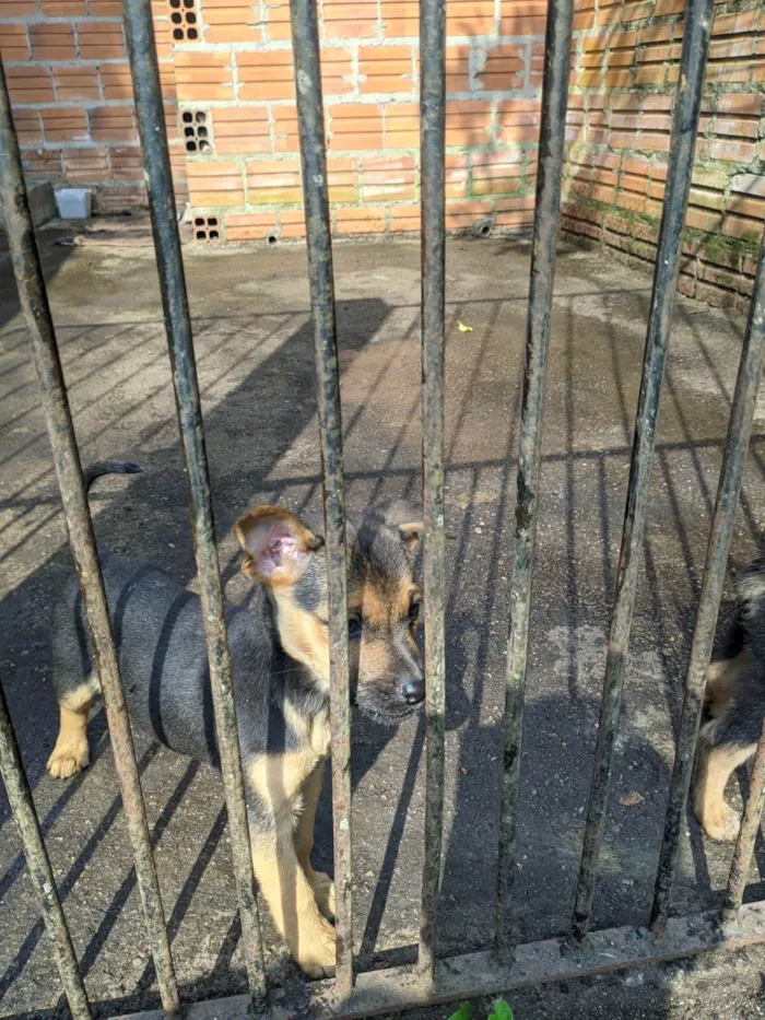 Cachorro ra a SRD-ViraLata idade 2 a 6 meses nome Sem nome 