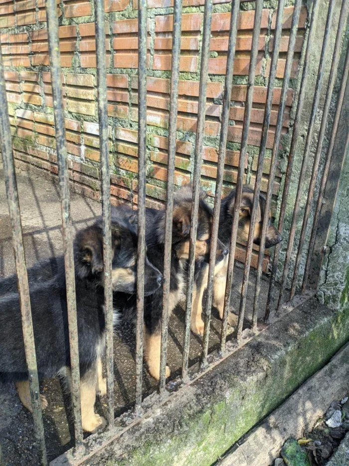 Cachorro ra a SRD-ViraLata idade 2 a 6 meses nome Sem nome 