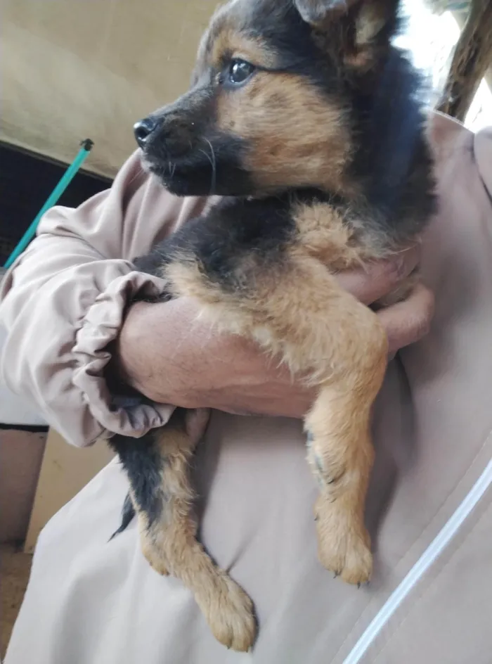 Cachorro ra a SRD-ViraLata idade 2 a 6 meses nome Sem nome 