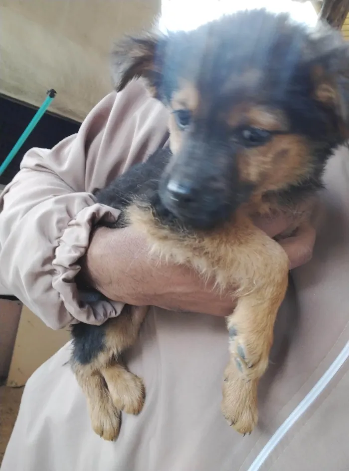 Cachorro ra a SRD-ViraLata idade 2 a 6 meses nome Sem nome 