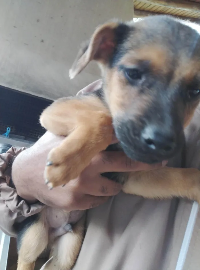 Cachorro ra a SRD-ViraLata idade 2 a 6 meses nome Sem nome 