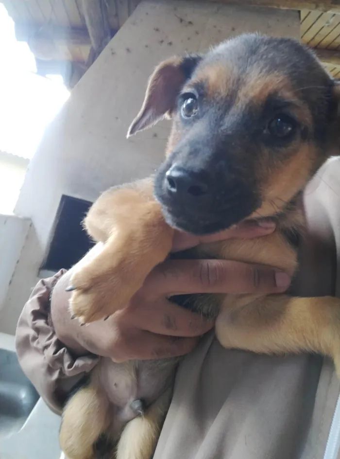 Cachorro ra a SRD-ViraLata idade 2 a 6 meses nome Sem nome 