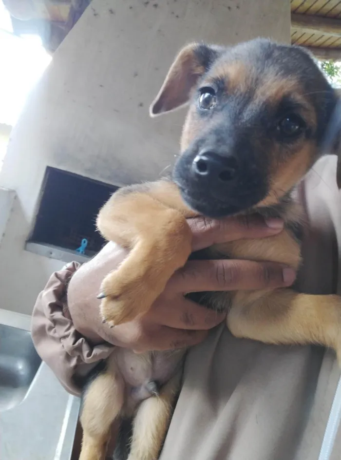 Cachorro ra a SRD-ViraLata idade 2 a 6 meses nome Sem nome 