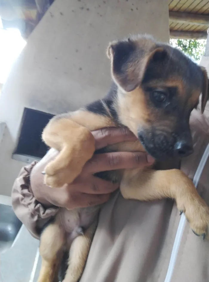 Cachorro ra a SRD-ViraLata idade 2 a 6 meses nome Sem nome 