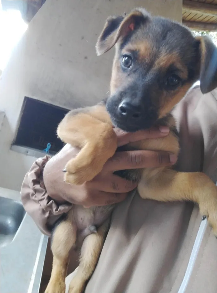 Cachorro ra a SRD-ViraLata idade 2 a 6 meses nome Sem nome 