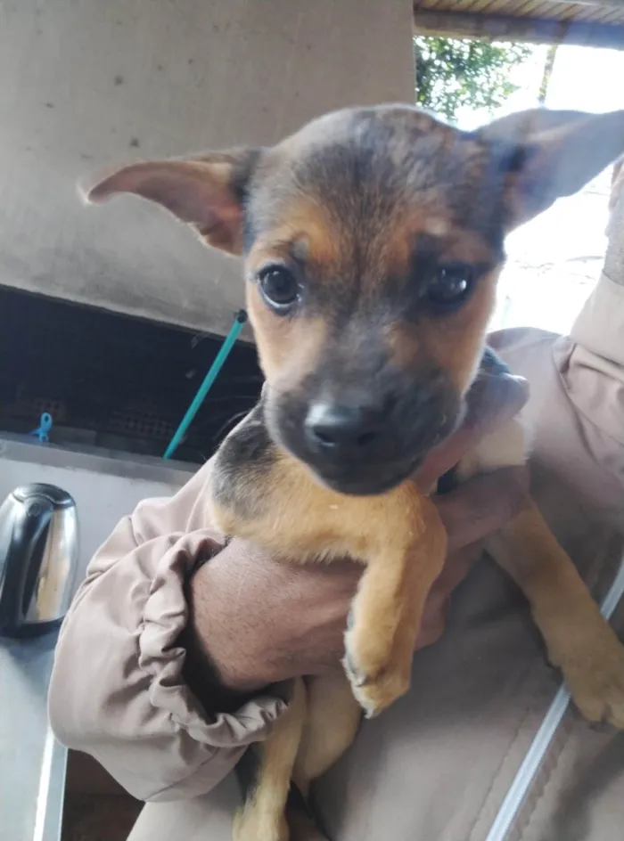 Cachorro ra a SRD-ViraLata idade 2 a 6 meses nome Sem nome 