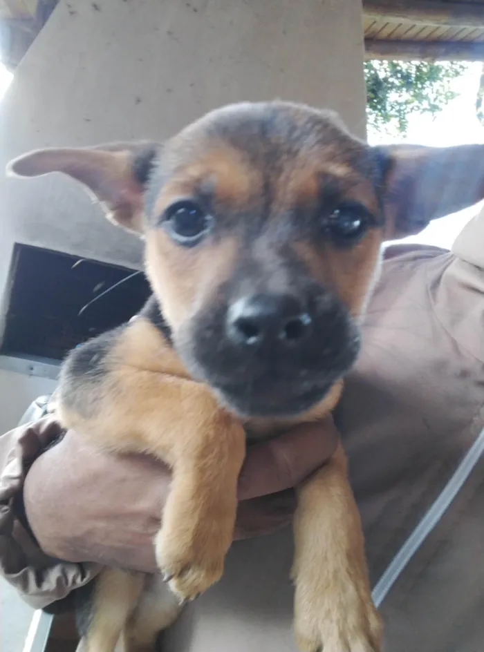 Cachorro ra a SRD-ViraLata idade 2 a 6 meses nome Sem nome 