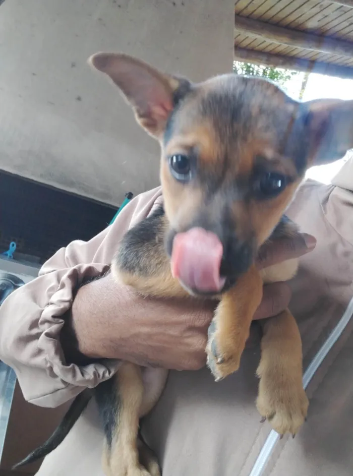 Cachorro ra a SRD-ViraLata idade 2 a 6 meses nome Sem nome 