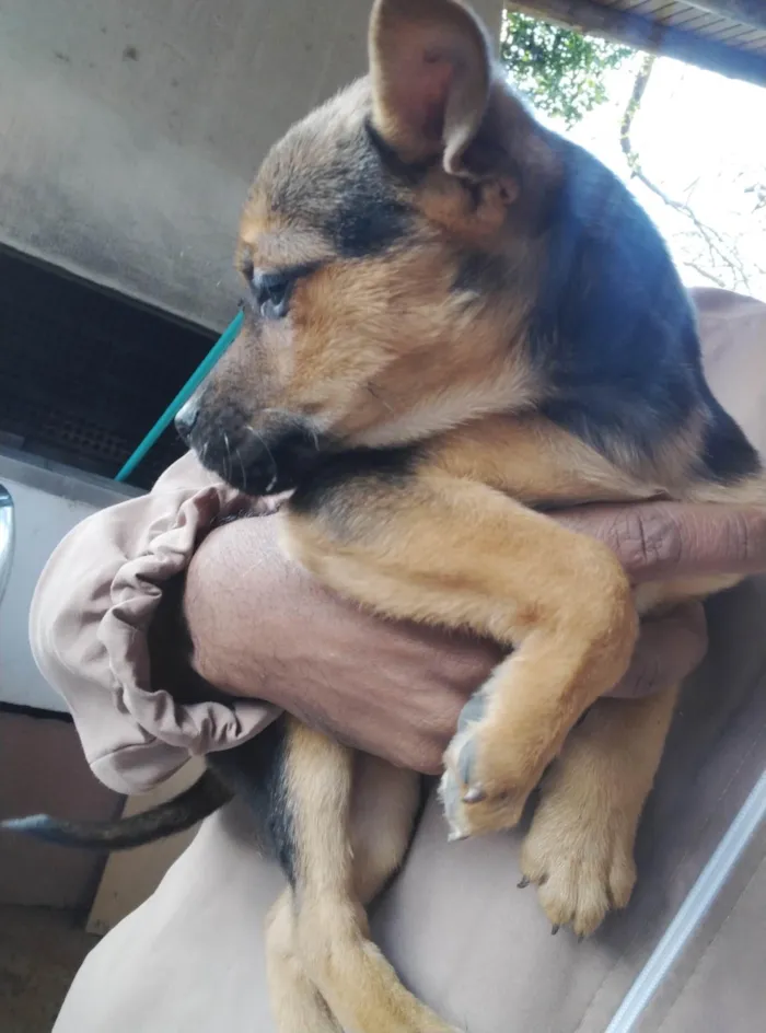 Cachorro ra a SRD-ViraLata idade 2 a 6 meses nome Sem nome 