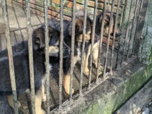 Cachorro raça SRD-ViraLata idade 2 a 6 meses nome Sem nome 