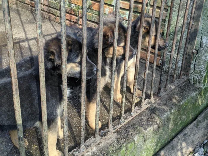 Cachorro ra a SRD-ViraLata idade 2 a 6 meses nome Sem nome 