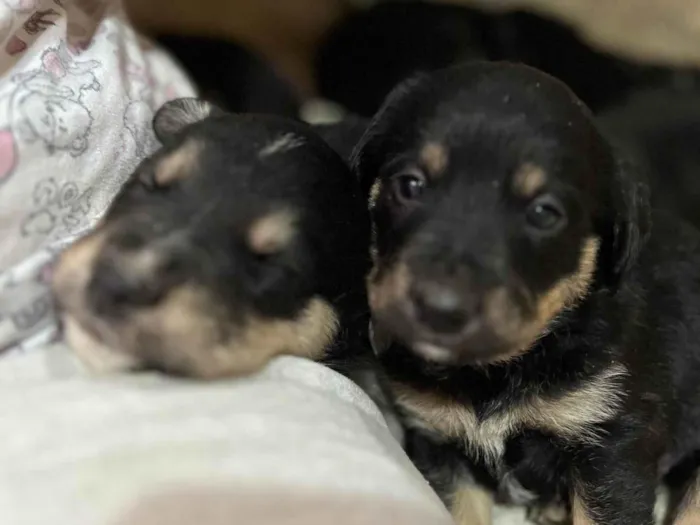 Cachorro ra a SRD-ViraLata idade Abaixo de 2 meses nome Sem nome 