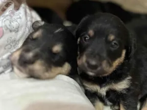 Cachorro raça SRD-ViraLata idade Abaixo de 2 meses nome Sem nome 