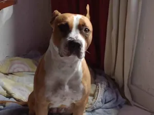 Cachorro raça Pit-Bull idade 3 anos nome Leona